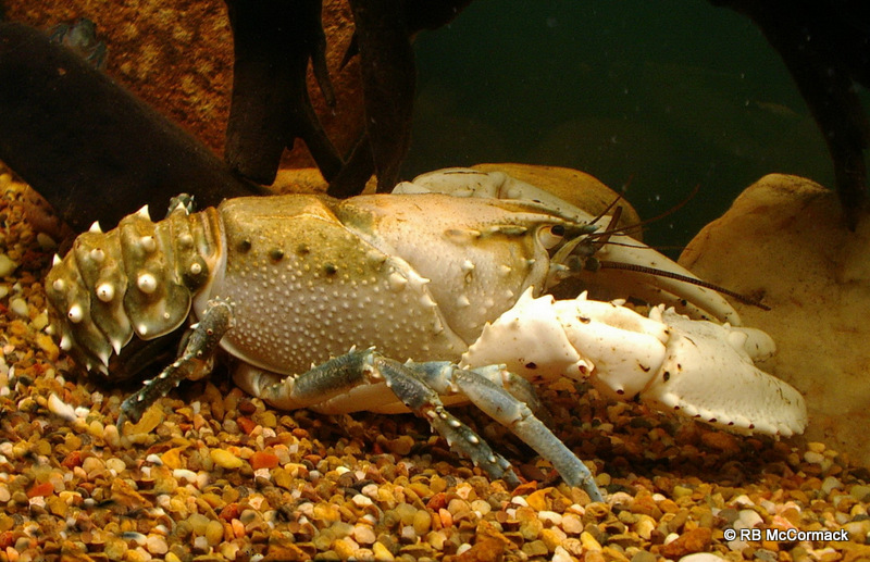 The Murray Lobster Euastacus armatus