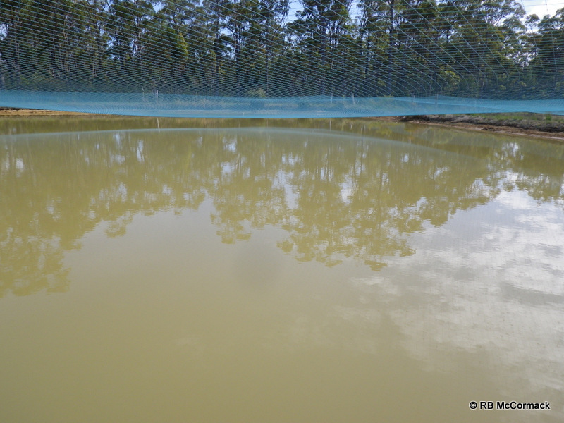 Commercial Yabby Ponds at Yabby Dabba Doo