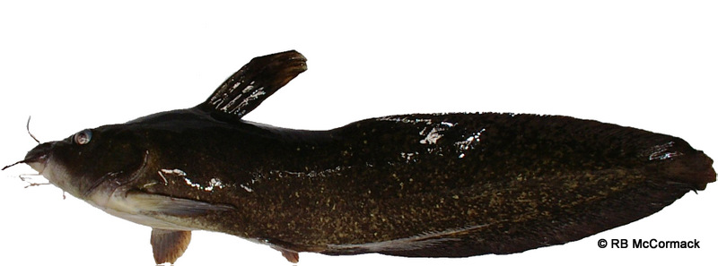 Eel Tailed Catfish