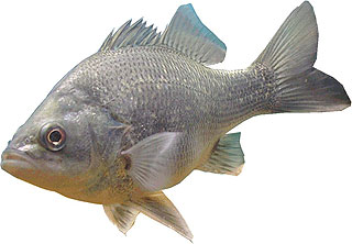 Australian Bass