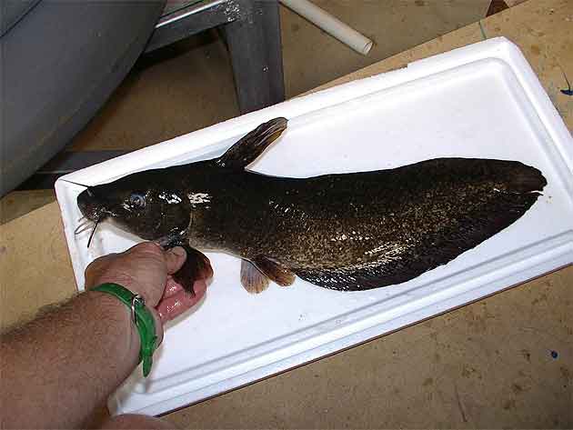 Eel Tailed Catfish – Tandanus tandanus