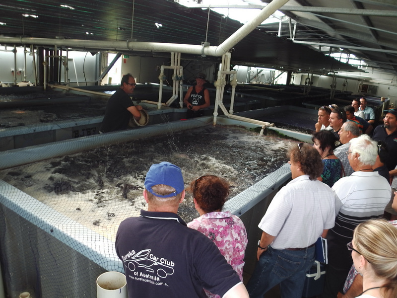 Feeding a recirculating aquaculture tank full of Barramundi at Tailor Made Fish Farm
