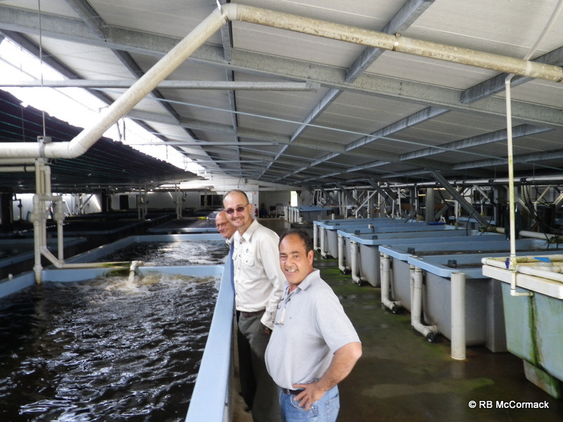 murray cod – nswaqua is your aquaculture & aquaponics