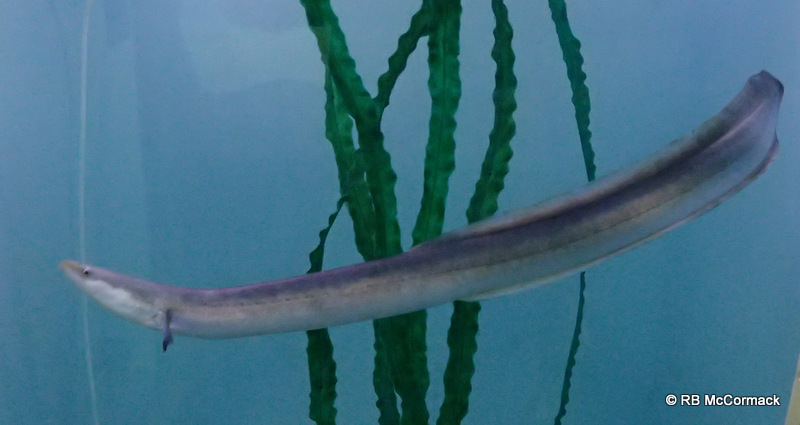 Freshwater Eels in Australia | NSWAqua is your Aquaculture ...