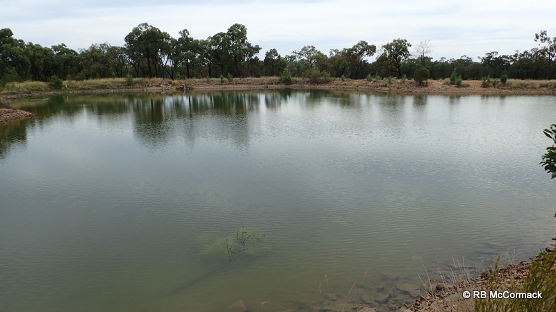 Header Dam at Narrabri Fish Farm